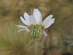 Anthemis tigreensis