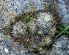 Mammillaria erythrosperma