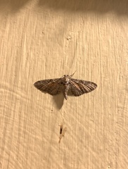 Eupithecia anticaria