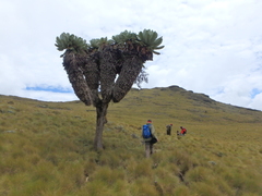 Dendrosenecio