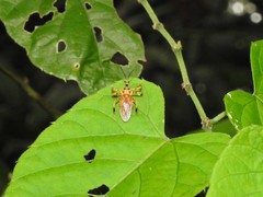 Agriocoris flavipes