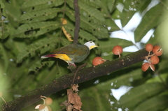 Ptilinopus melanospilus