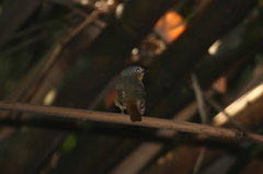 Cyornis unicolor