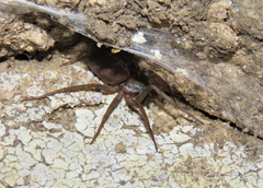 Xeropigo