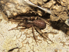 Xeropigo