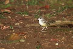 Prinia familiaris