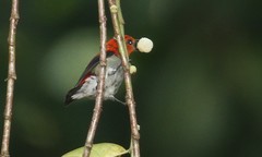 Dicaeum trochileum