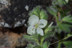 Veronica cuneifolia
