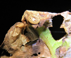 Hypognatha