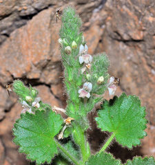 Lafuentea rotundifolia