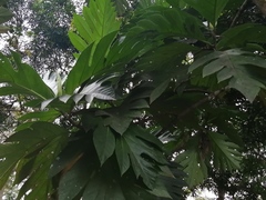Artocarpus altilis