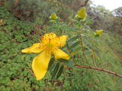 Hypericum revolutum