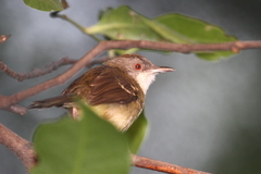 Prinia familiaris