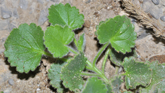 Lafuentea rotundifolia