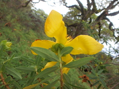 Hypericum revolutum