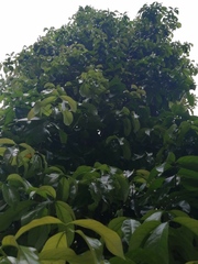 Syzygium malaccense