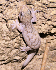 Hemidactylus agrius