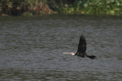 Anhinga melanogaster