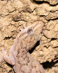 Hemidactylus agrius