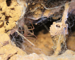 Loxosceles amazonica