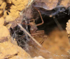 Loxosceles amazonica
