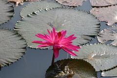 Nymphaea pubescens