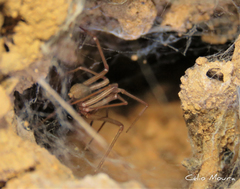 Loxosceles amazonica