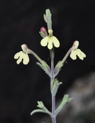 Odontites longiflorus
