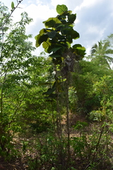Coccoloba pubescens