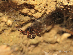 Steatoda diamantina