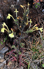 Odontites longiflorus