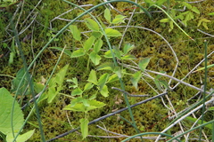 Ostericum palustre