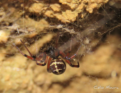 Steatoda diamantina