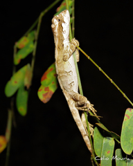 Enyalius bibronii