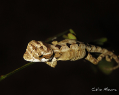 Enyalius bibronii