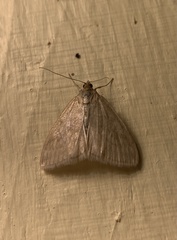 Sitochroa chortalis