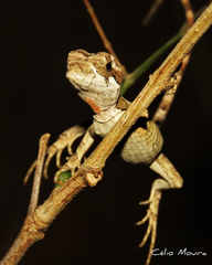 Enyalius bibronii