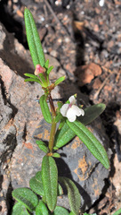 Misopates microcarpum