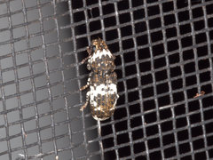 Dendropemon albopictus