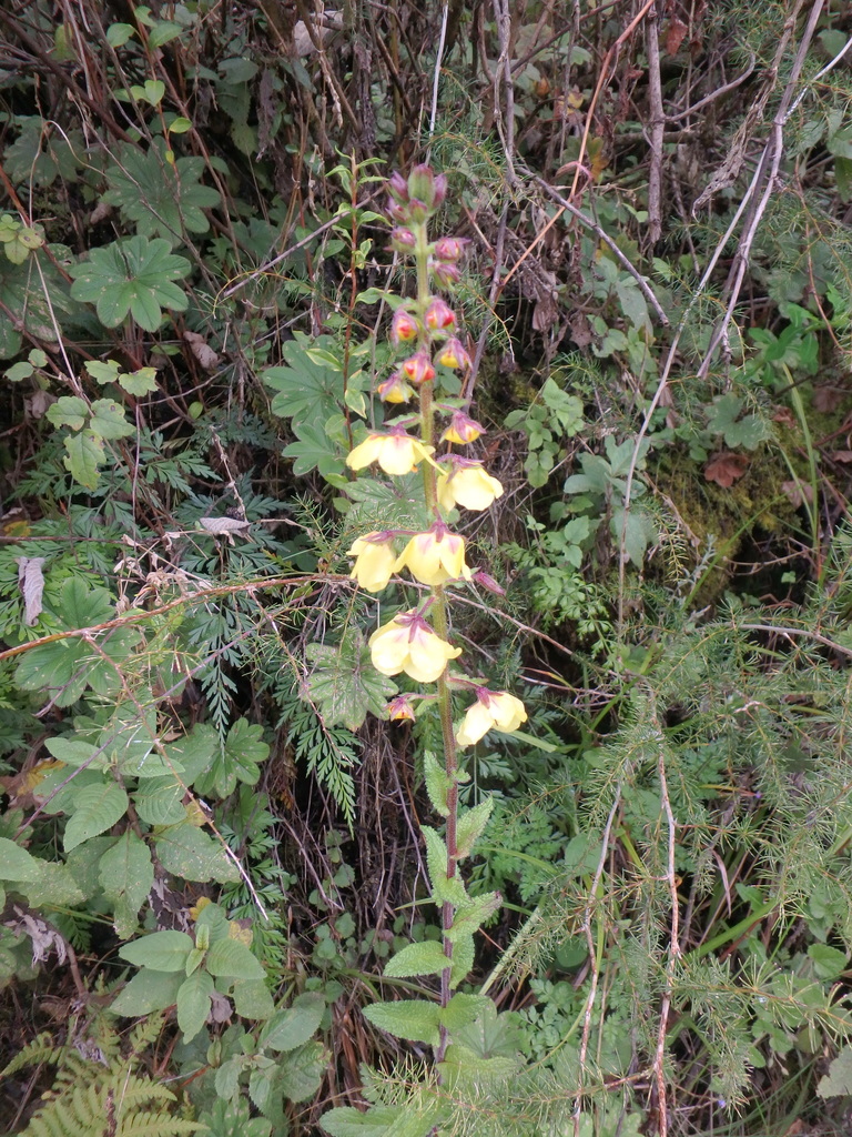 Verbascum scrophulariifolium