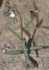 Misopates microcarpum