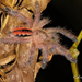 Amazon Ribbed Tarantula - Photo (c) Célio Moura Neto, some rights reserved (CC BY), uploaded by Célio Moura Neto