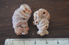 Vermetus irregularis