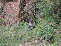 Cercopithecus mitis kolbi
