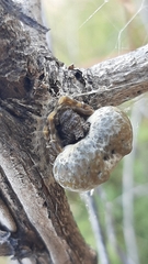Mastophora