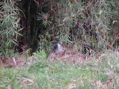 Cercopithecus mitis kolbi