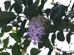 Petrea volubilis