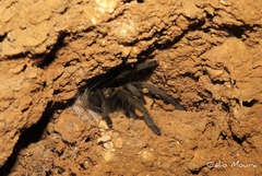 Dolichothele exilis