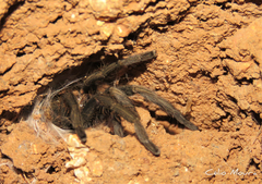 Dolichothele exilis