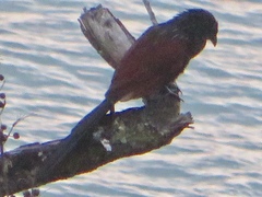 Centropus toulou